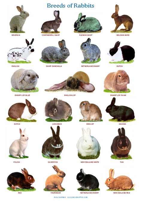 List of rabbit breeds